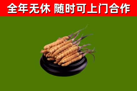 张家口回收散虫草